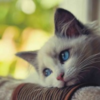 Vũ Thị Thảo avatar